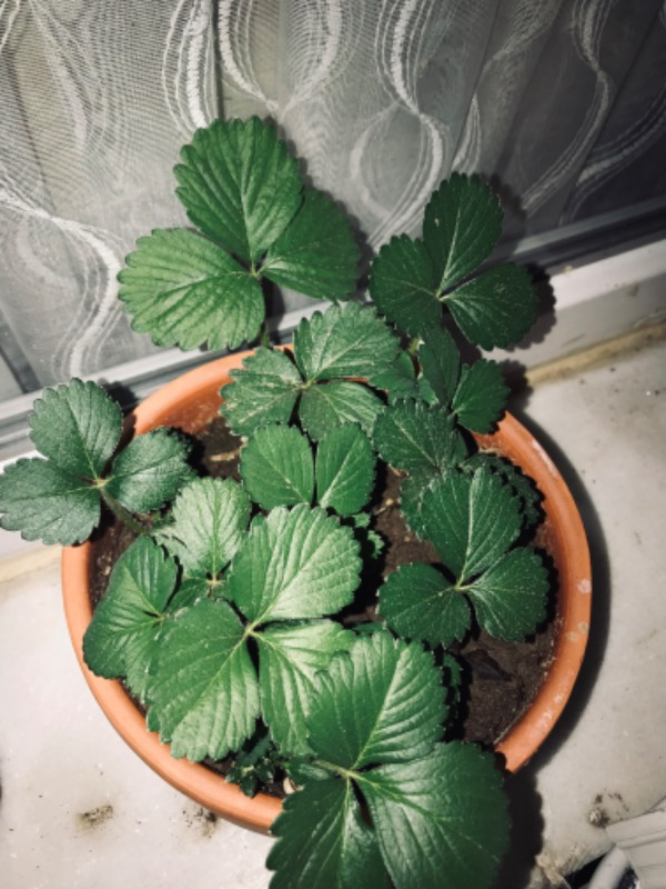 Ekosolfarm Sıvı Solucan Gübresi 1 Lt.