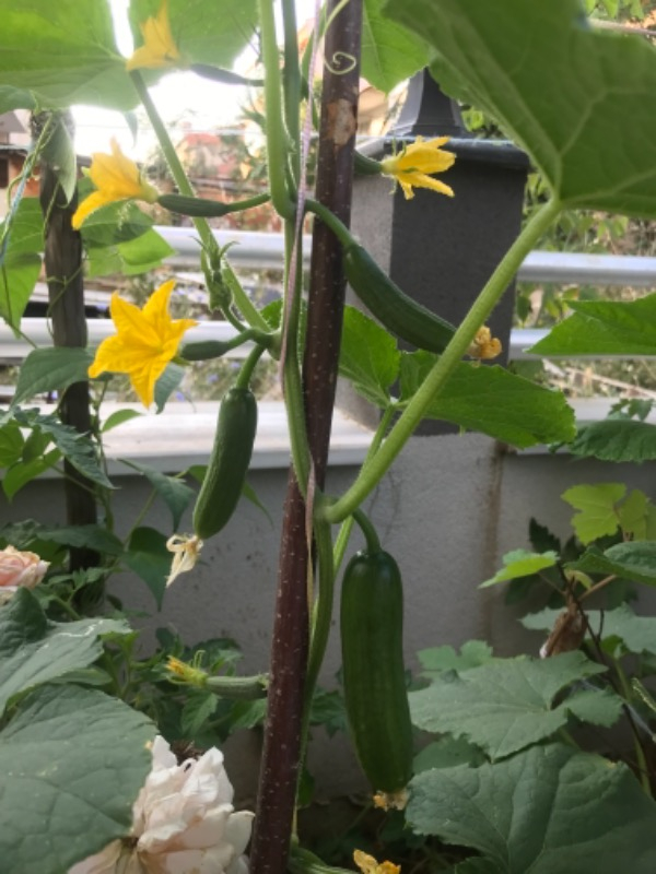 Ekosolfarm Sıvı Solucan Gübresi 1 Lt.
