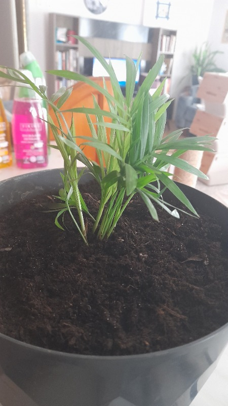 Palmiye Chamaedorea Elegans Dağ Palmiyesi Mini Boy