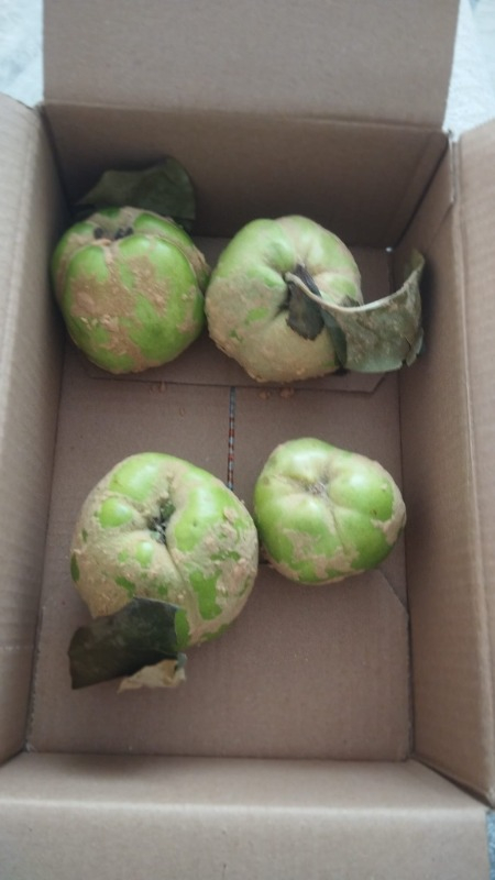 Ayva (1 kg )