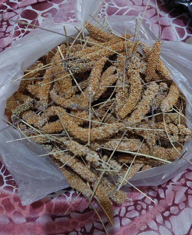 Eren Pet Doğal Üretim Kızıl Dal Darı (500 Gr.)
