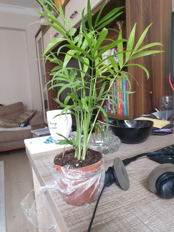 Palmiye Chamaedorea Elegans Dağ Palmiyesi Mini Boy