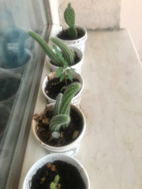 Ekosolfarm Sıvı Solucan Gübresi 1 Lt.
