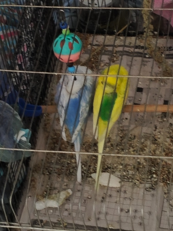 Gold Wings Premium Paraket Yemi 1 kg