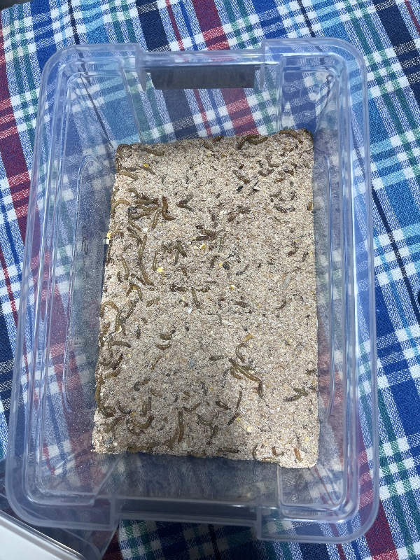 Turkuaz Unkurdu 50 gr
