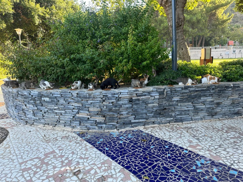 King Yetişkin Kediler için Kuzu Etli Kedi Maması 15 Kg
