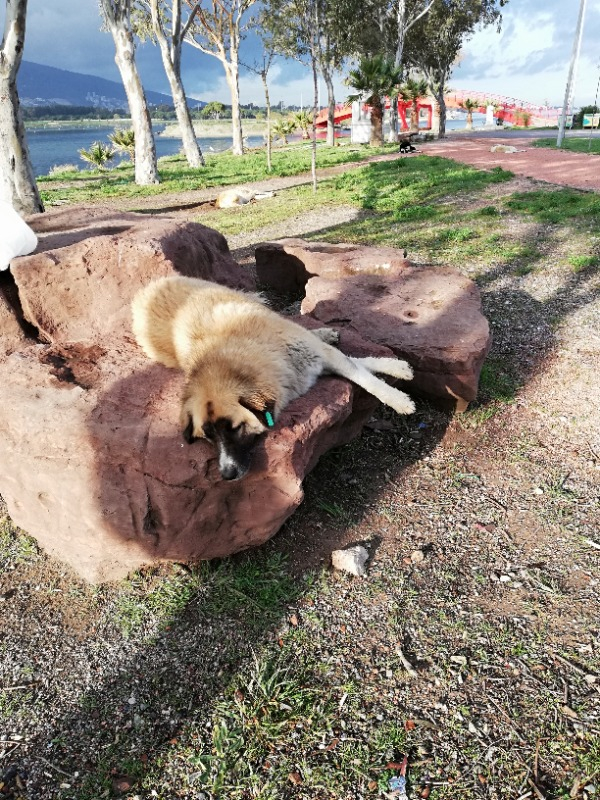 King Plus Beef Dog Biftekli Yetişkin Köpek Maması 15 Kg