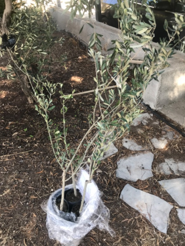 Trilye (Gemlik) Zeytin Fidanı 3 Adet