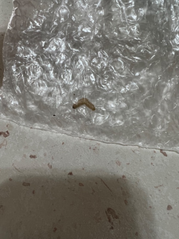 Minik Bitkisel Diş Topları