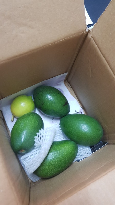 AVOKADO 1 KG TAZE HASAT