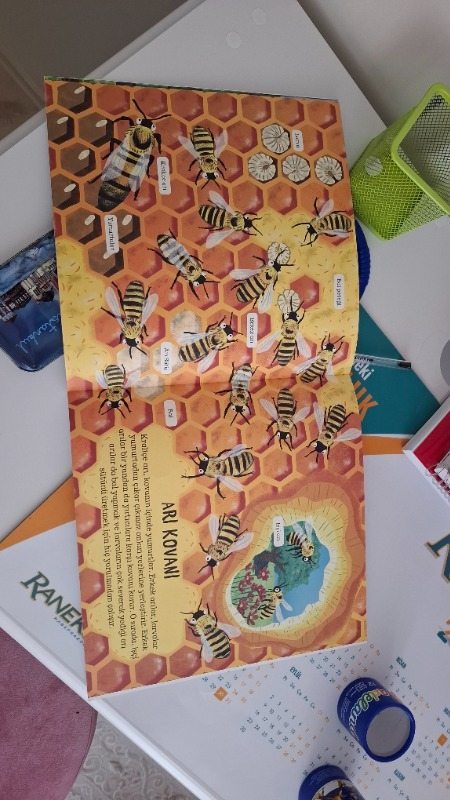 Çevremizdeki Dünya Böcekler