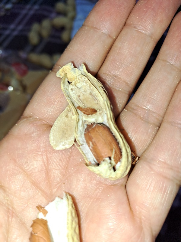 Tuğba Kuruyemiş Kabuklu Fıstık 500 gr