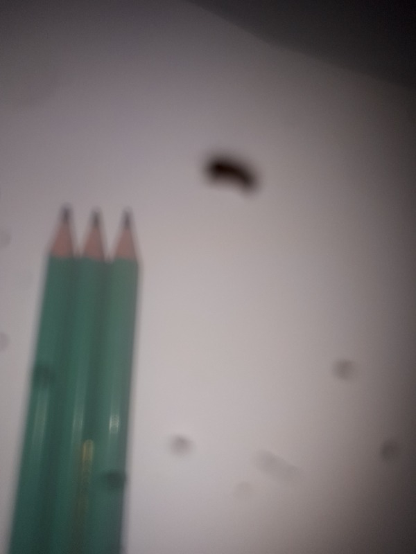 Bic Evolution 650 HB Kurşun Kalem Seti 3'lü + Silgi + Kalemtıraş